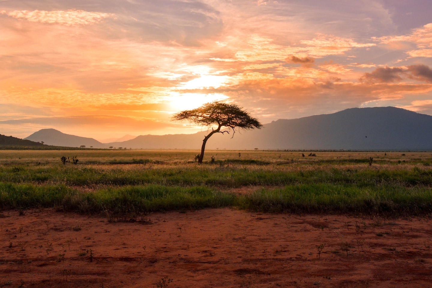 Lone acacia tree silhouetted against a colorful sunset sky.